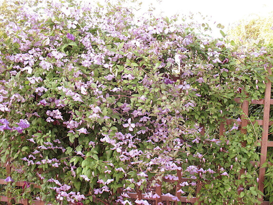 C. 'Richard's Picotee' on trellis (see above)©Richard Hodson