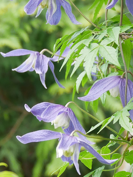 C. 'Frances Rivis'©Brigitte Niemela C. 'Frances Rivis'©Brigitte Niemela