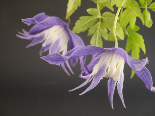 The flowers of C. 'Frances Rivis' have four gentian blue tepals and an inner ring of white staminodes which sometimes have blue tips©Brigitte Niemela
