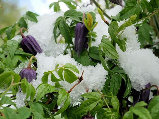 In my climate we sometime have snowfall in April when C. 'Frances Rivis' is already in flower - it doesn't worry it much and it keeps on blooming©Brigitte Niemela