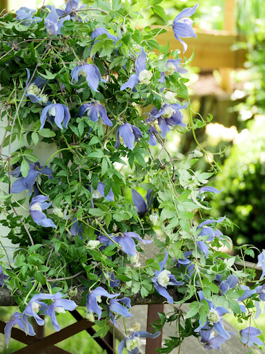 Lovely contrast between blue tepals and white staminodes©Brigitte Niemela