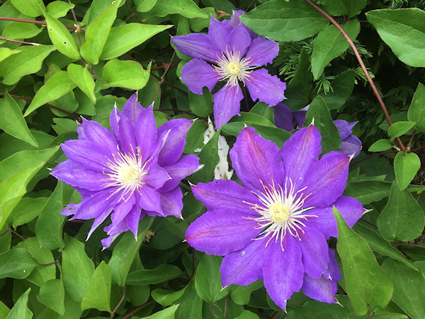 C. 'Kamila' showing single and double blooms©Linda Beutler