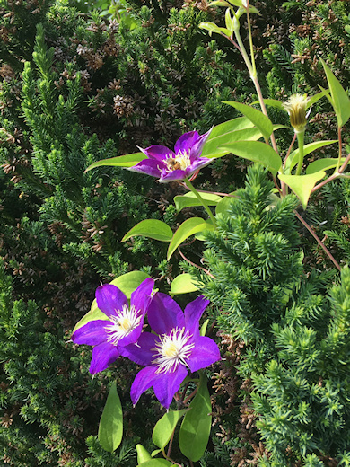 C. 'Kamila' showing single blooms only©Linda Beutler
