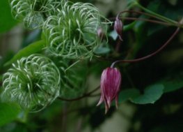 Clematis koreana var. fragrans