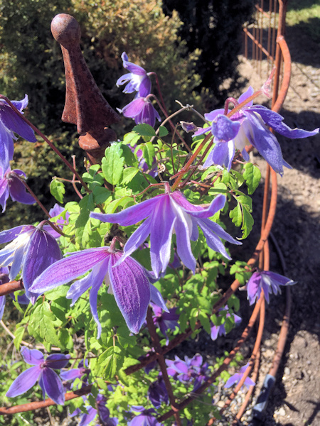 C. 'Pauline'©Linda Beutler C. 'Pauline'©Linda Beutler