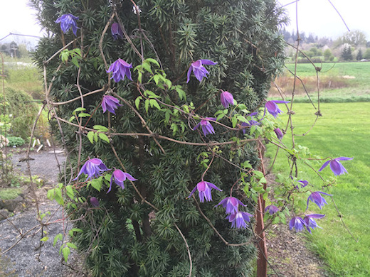 C. 'Pauline' in 2018©Linda Beutler