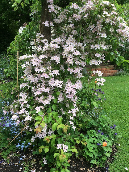 Mature plant in May 2016, 11 years after planting, growing over a small mature plum tree&copy;Val Le May Neville-Parry