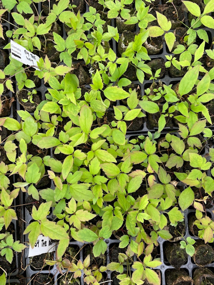 Rooted cuttings at the New Leaf Plants Nursery&copy;Nicole Higginson