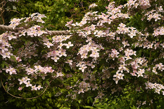 Density of flowers along a thick rope swag&copy;Russell Sachs