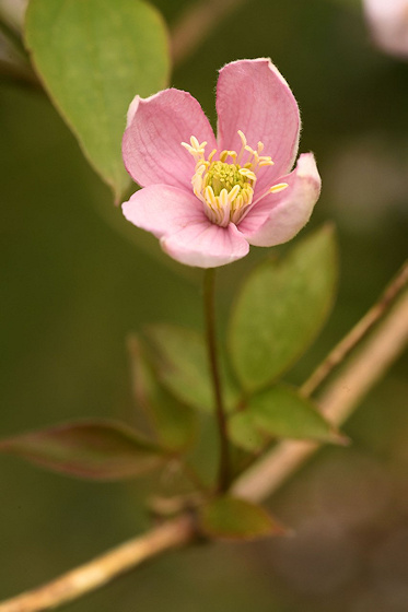 Single bloom opening&copy;Russell Sachs