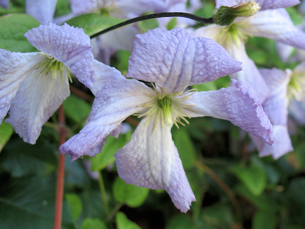C. 'Lavender Twirl'©Richard Hodson