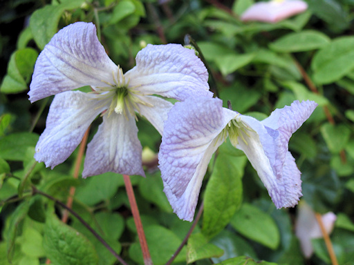C. 'Lavender Twirl'©Richard Hodson