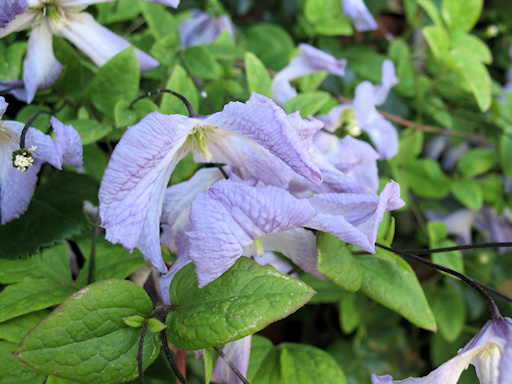 C. 'Lavender Twirl'©Richard Hodson