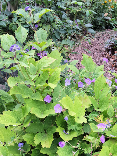 C. 'Chris'in the garden of Fiona Woolfenden, end of July 2022&copy;Fiona Woolfenden