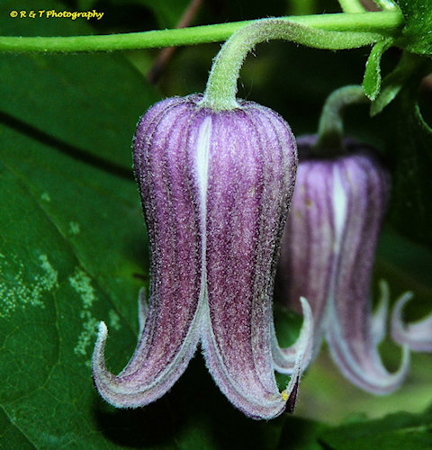 C. warei©R & T Photography