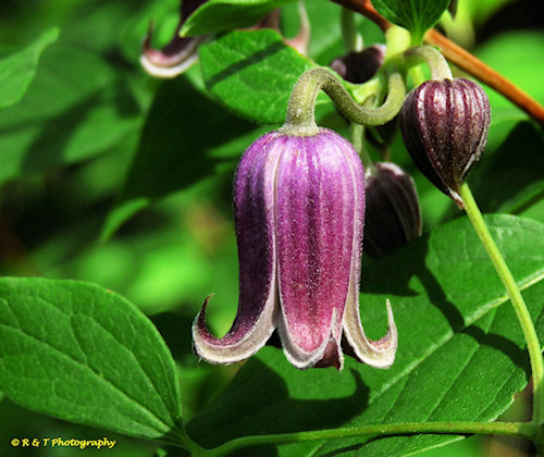 C. warei©R & T Photography