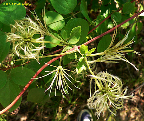 C. warei©R & T Photography