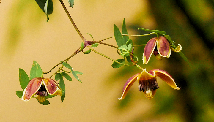 C. 'Vince Denny'&copy;Brigitta Niemela