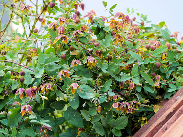 C. 'Vince Denny' likes to lay the shoots over a support&copy;Brigitta Niemela