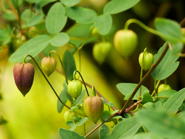 The nodding buds turn their color&copy;Brigitta Niemela