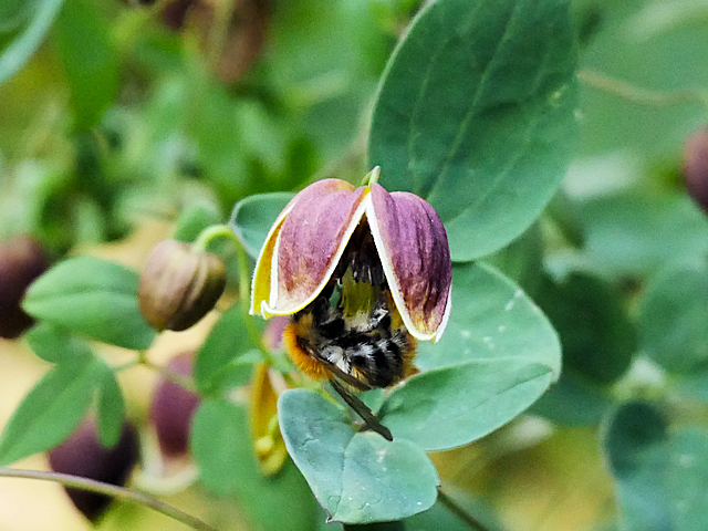 Hurry up, before another one gets the sweet pollen&copy;Brigitta Niemela