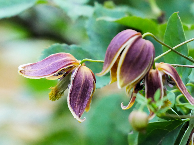 The fleshy tepals look like they have two layers&copy;Brigitta Niemela