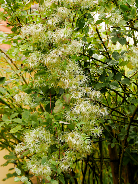 At the beginning the seed heads are smooth and shiny&copy;Brigitta Niemela