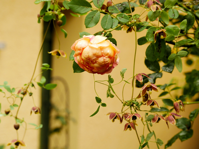 Enjoying the support of the Rose 'Lady of Shalott'&copy;Brigitta Niemela