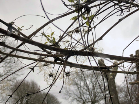 C. 'Mary Hazel' buds, taken through my lounge window - 24th February 2023&copy;Val Le May Neville-Parry