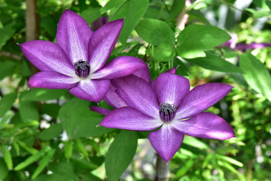 C. 'Utop012' LAVALLEE NO.1©Ton Hannink