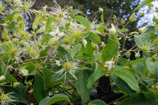 C. virginiana seedheads&copy;Mia Broder