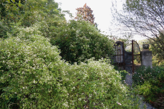 C. virginiana in my garden&copy;Mia Broder
