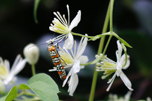 Atteva aurea and C. virginiana&copy;Mia Broder