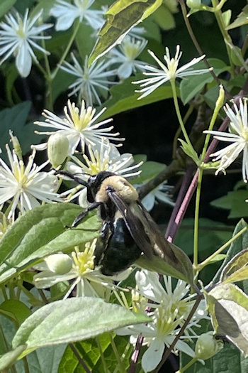 Eastern carpenter bee and C. virginiana&copy;Mia Broder