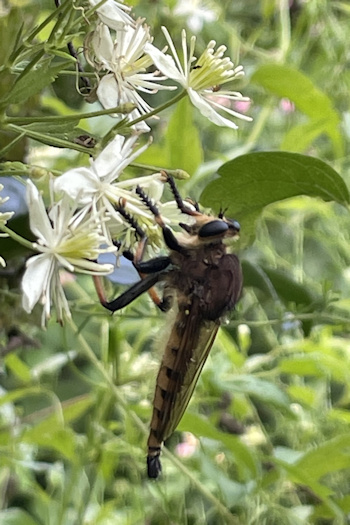 Red-Footed Cannibalfly and C. virginiana&copy;Mia Broder
