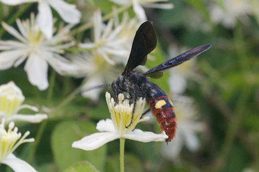 Scolia dubia and C. virginiana&copy;Mia Broder