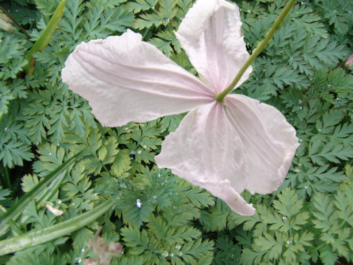 C. 'Entel'©Roy Nunn