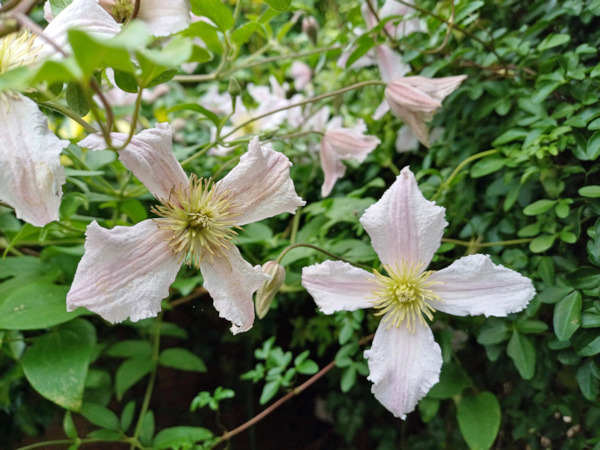 C. 'Entel'©Roy Nunn