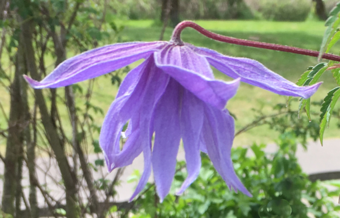 C. macropetala 'Mountaindale'©Linda Beutler