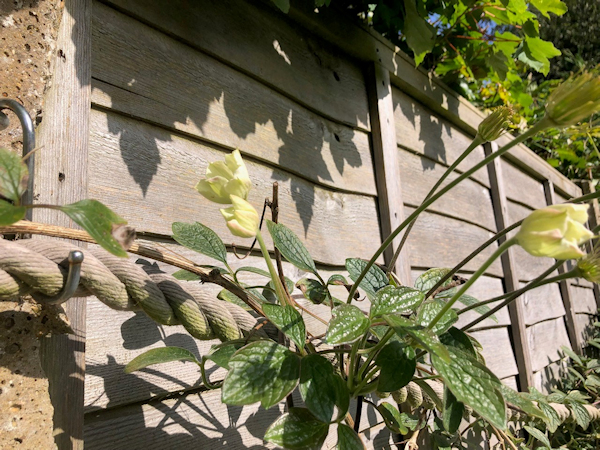 C. 'Prosperity' - buds and flowers in October 2023, with a new flush of flowers emerging along the length of the plant©Val Le May Neville-Parry