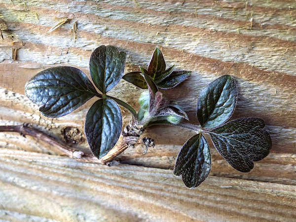 C. 'Prosperity' - early emerging green-bronze leaves and minute bud©Val Le May Neville-Parry