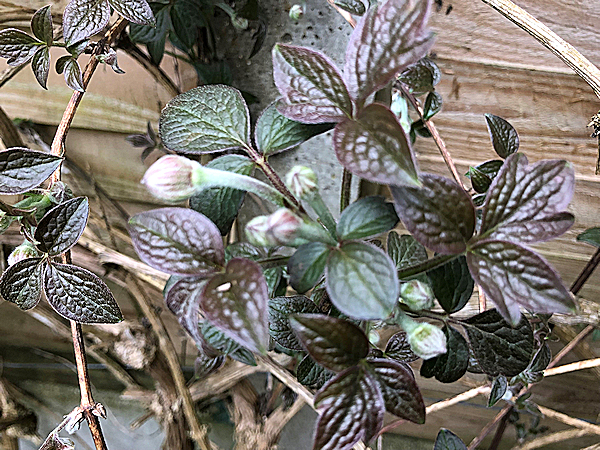 C. 'Prosperity' - green-bronze leaves and buds along the entire 12 metre length by 27 April 2023©Val Le May Neville-Parry