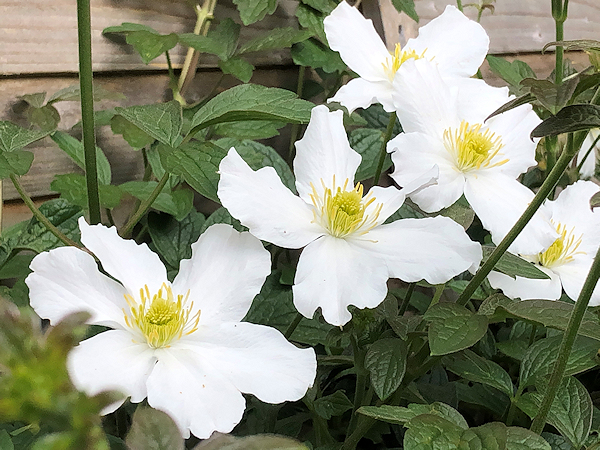 C. 'Prosperity' - still perfect flowering in 21 July 2023 - at the same time as C. var. wilsonii, it extends the montana season©Val Le May Neville-Parry