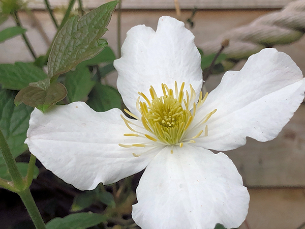 C. 'Prosperity' - still perfect flowering in 21 July 2023 - at the same time as C. var. wilsonii, it extends the montana season©Val Le May Neville-Parry