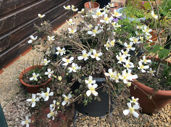 C. 'Brian Collingwood' - dwarf seedling, in flower 17th May 2020©Val Le May Neville-Parry