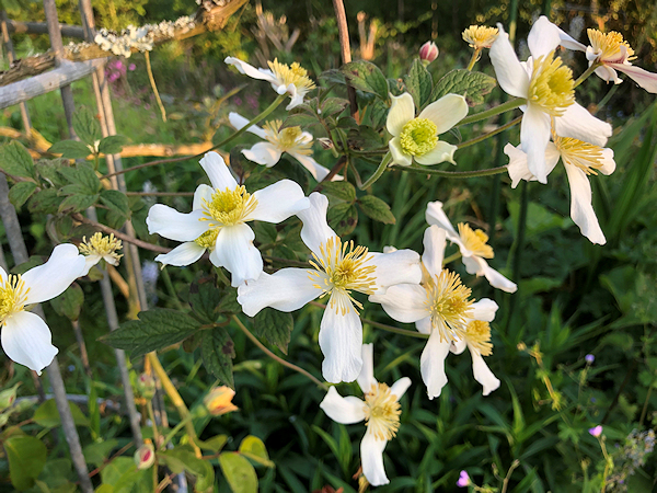 C. 'Maureen' flowers on 27 May 2023, towards the end of flowering - clearly showing leaves similar to C. 'Prosperity' seed parent©Val Le May Neville-Parry
