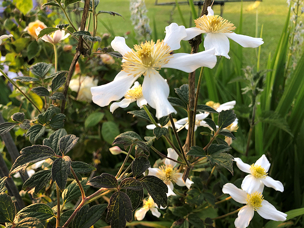 C. 'Maureen' flowers on 27 May 2023, towards the end of flowering - clearly showing leaves similar to C. 'Prosperity' seed parent©Val Le May Neville-Parry