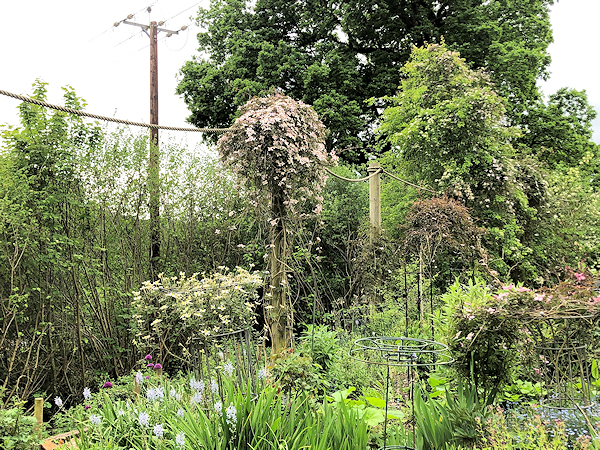 C. 'Maureen' - bottom left, 12 May 2022 showing relative compactness to other montana plants©Val Le May Neville-Parry