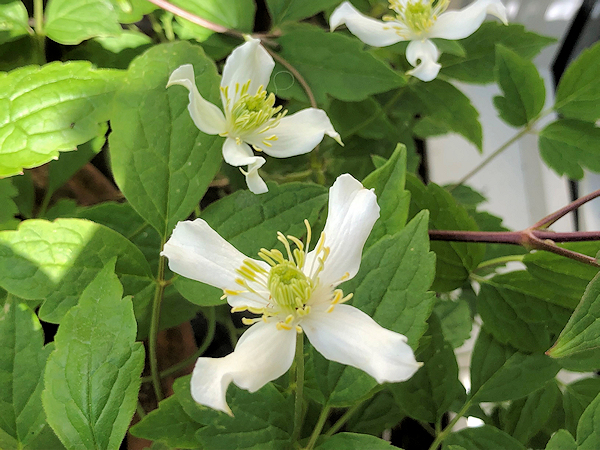 C. 'Rhiannon' - 8 May 2022, a stunning dwarf pot plant©Val Le May Neville-Parry