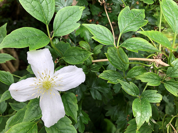 C. 'TamLyn' - 7 June 2022, relatedly late flowering and showing green veining on reverse with leaves indicating chrysocoma heritage©Val Le May Neville-Parry